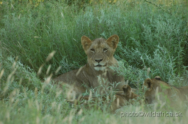 puku rsa 357.jpg - Evening encounter with eight lions near Lower Sabie camp.